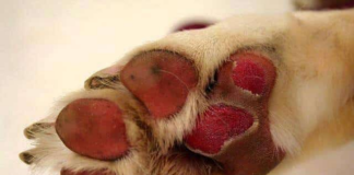 ¿La temperatura del asfalto puede estar quemando las patas de las mascotas? ¿La temperatura del asfalto puede estar quemando las patas de las mascotas?