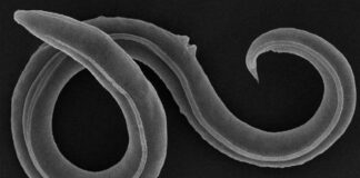 Reviven gusano que estuvo 46 mil años congelado en Siberia Reviven gusano que estuvo 46 mil años congelado en Siberia