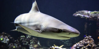 Tiburón muerde a mujer en una playa de Nueva York Tiburón muerde a una mujer en una playa de Nueva York