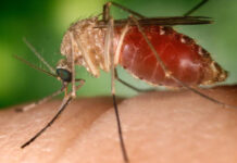 Guatemala declara emergencia sanitaria por casos de dengue Guatemala declara emergencia sanitaria por casos de dengue