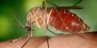 Guatemala declara emergencia sanitaria por casos de dengue Guatemala declara emergencia sanitaria por casos de dengue