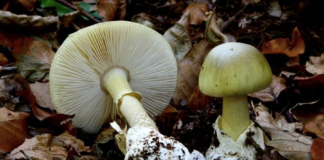 El DNR limitará al recolección de plantas comestibles y hongos en los parques estatales El DNR limitará al recolección de plantas comestibles y hongos en los parques estatales