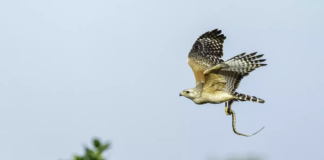 ¡Una mujer de Texas fue atacada por una serpiente venenosa y un halcón! ¡Una mujer de Texas fue atacada por una serpiente venenosa y un halcón!