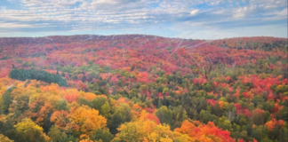 Por el estrés de la sequía, muchos árboles empiezan a mostrar colores de otoño Por el estrés de la sequía, muchos árboles empiezan a mostrar colores de otoño