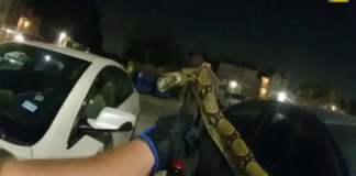 Un oficial de policía atrapa una pitón de 6 pies que se interpuso entre una mujer y un automóvil Un oficial de policía atrapa una Pitón de 6 pies que se interpuso entre una mujer y un automóvil