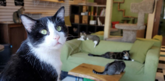 Cierra el Café Meow, que ayudó a la adopción de 700 gatos en Minneapolis Cierra el Café Meow, que ayudó a la adopción de 700 gatos en Minneapolis