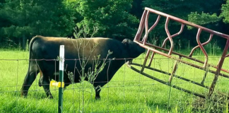 Otter Tail: una persona ha muerto tras ser atacada por un toro Otter Tail: una persona ha muerto tras ser atacada por un toro