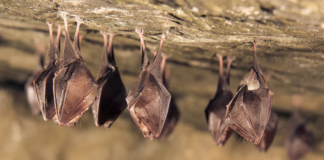 ¿Sabías que en San Antonio viven 20 millones de murciélagos, la colonia más grande del planeta? ¿Sabías que en San Antonio viven 20 millones de murciélagos, la colonia más grande del planeta?