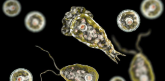 PELIGRO: ameba devoradora de cerebros, el alarma en la piscinas de Arlington PELIGRO: ameba devoradora de cerebros, el alarma en la piscinas de Arlington