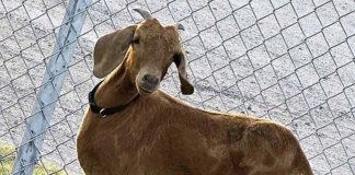 Apareció Willy, la cabra que se había escapado el 15 de julio: la buscaron miles de personas Apareció Willy, la cabra que se había escapado el 15 de julio: las buscaron miles de personas