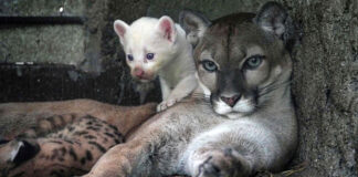 Nace inusual puma albino en un zoológico de Nicaragua Nace inusual puma albino en un zoológico de Nicaragua