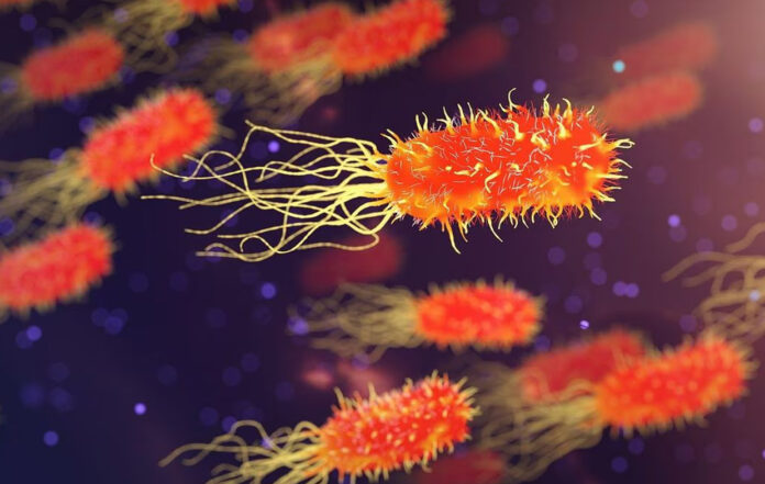 La bacteria 