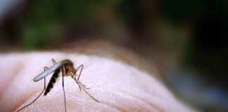 Hay dengue en República Dominicana y se viene “un gran brote” Hay dengue en República Dominicana y se viene "un gran brote"