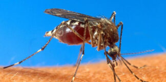 Ecuador declara alerta epidemiológica por brote de dengue Ecuador declara alerta epidemiológica por brote de dengue