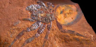 Hallan fósil de araña gigante, de 16 millones de años, en Australia Hallan fósil de araña gigante, de 16 millones de años, en Australia