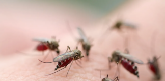 ¿Por qué hubo menos mosquitos este verano en Minnesota? ¿Por qué hubo menos mosquitos este verano en Minnesota?