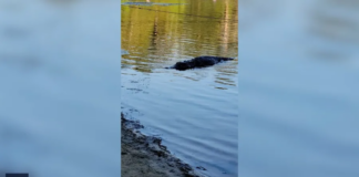 Un grupo de Girl Scouts nadando en un lago de Huntsville, intimidado por un caimán Un grupo de Girl Scouts nadando en un lago de Huntsville, intimidado por un caimán