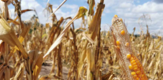 Los niveles de sequía en Minnesota, en su peor nivel en los últimos dos años Los niveles de sequía en Minnesota, en su peor nivel en los últimos dos años