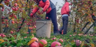 Las fuertes lluvias de este fin de semana complican la cosechas de algunas frutas Las fuertes lluvias de este fin de semana complican la cosechas de algunas frutas