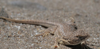 ¿Un lagarto pone en peligro la producción de petróleo y gas en Texas? ¿Un lagarto pone en peligro la producción de petróleo y gas en Texas?