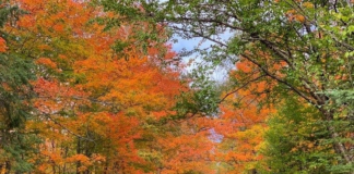 El 25% de las hojas ya están cambiando de color en partes del noroeste de Minnesota El 25% de las hojas ya están cambiando de color en partes del noroeste de Minnesota