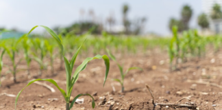 Gran parte del estado ha atravesado un tercer verano seco consecutivo Gran parte del estado ha atravesado un tercer verano seco consecutivo