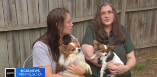 Piden ayuda para encontrar a un cachorro de 4 meses, perdido en St. Paul Piden ayuda para encontrar a un cachorro de 4 meses, perdido en St. Paul