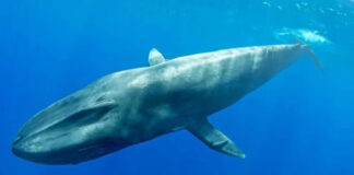 Inesperado hallazgo de manada de ballenas azules pigmeas Inesperado hallazgo de manada de ballenas azules pigmeas