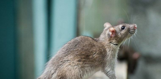 ¿Por qué la cantidad de roedores sigue aumentando en la zona metropolitana? ¿Por qué la cantidad de roedores sigue aumentando en la zona metropolitana?