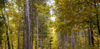 El Bosque Nacional Chippewa habilita la entrega de árboles de Navidad El Bosque Nacional Chippewa habilita la entrega de árboles de Navidad
