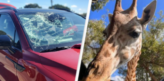 Una jirafa cayó sobre un auto en una reserva de animales: de milagro no hubo heridos Una jirafa cayó sobre un auto en una reserva de animales: de milagro no hubo heridos
