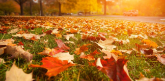 El otoño deja las hojas en el piso: ¿cuál es el mejor método para mantener el césped? El otoño deja las hojas en el piso: ¿cuál es el mejor método para mantener el césped?