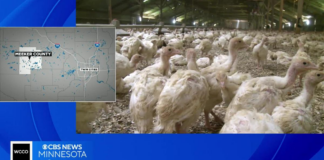 Una bandada de pavos fue exterminada en el condado de Meeker tras dar positivo por gripe aviar Una bandada de pavos fue exterminada en el condado de Meeker tras dar positivo por gripe aviar