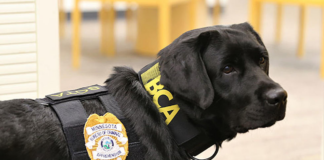 Un K-9 ayudó a detectar varias libras de metanfetamina en una oficina de correos Un K-9 ayudó a detectar varias libras de metanfetamina en una oficina de correos