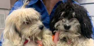 Docenas de perros están buscando nuevos hogares después de ser salvados en Andover Docenas de perros están buscando nuevos hogares después de ser salvados en Andover