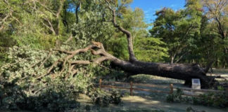 Demasiada lluvia acabó con un árbol de 400 años de antigüedad en Plano Demasiada lluvia acabó con un árbol de 400 años de antigüedad en Plano