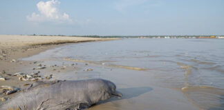 Mueren más de 100 delfines amazónicos por intensa ola de calor Mueren más de 100 delfines amazónicos por intensa ola de calor