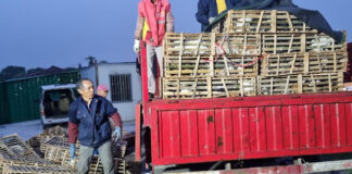 Rescatan a más de mil gatos que serían vendidos como alimento en China Rescatan a más de mil gatos que serían vendidos como alimento en China