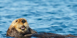 Hombre es atacado por nutrias mientras nadaba en lago de California Hombre es atacado por nutrias mientras nadaba en Serene Lakes, California