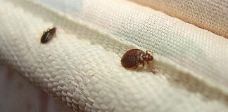 Luego de Chicago, ahora las chinches infestan Nueva York Luego de Chicago, ahora las chinches infestan Nueva York