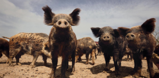 Hay más de 3 millones de cerdos salvajes en Texas: ¿cómo frenar los daños que causan? Hay más de 3 millones de cerdos salvajes en Texas: ¿cómo frenar los daños que causan?