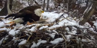 La Eagle Cam volverá a estar online, con un nido cercano al que cayó en esta primavera La Eagle Cam volverá a estar online, con un nido cercano al que cayó en esta primavera