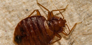 Un grupo de personas mayores sufren al vivir en apartamentos infestados de chinches Un grupo de personas mayores sufren al vivir en apartamentos infestados de chinches