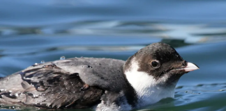 Encuentran una ave que fue vista no más de diez veces en Minnesota desde 1905 Encuentran una ave que fue vista no más de diez veces en Minnesota desde 1905