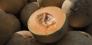 Dos muertos y 13 hospitalizados en Minnesota por comer melones con Salmonella Dos muertos y 13 hospitalizados en Minnesota por comer melones con Salmonella