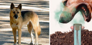 Dejarán de usar trampas con cianuro para atrapar a coyotes y otros depredadores del ganado Dejarán de usar trampas con cianuro para atrapar a coyotes y otros depredadores del ganado