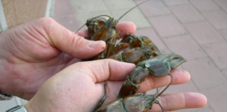 Encuentran especie invasora de cangrejo de río en el estado por primera vez Encuentran especie invasora de cangrejo de río en el estado por primera vez