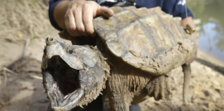 De 1,000 a 2,000 dólares la recompensa por denunciar cazadores furtivos de tortugas De 1,000 a 2,000 dólares la recompensa por denunciar cazadores furtivos de tortugas