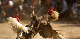 Detienen a 19 personas por pelea ilegal de gallos: en la corrida abandonaron más de 100 vehículos Detienen a 19 personas por pelea ilegal de gallos: en la corrida abandonaron más de 100 vehículos