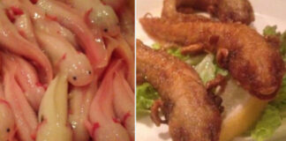 Indigna a internautas platillo de ajolotes fritos de restaurante japonés Indigna a internautas platillo de ajolotes fritos de restaurante japonés